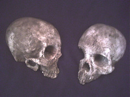Human Skull Fragments Set two 2 Macabre Gothic Home Garden Decor Halloween Prop - £24.05 GBP