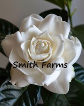 25 Seeds Ia Rose Flowers Ia Jasminoides Snow White Fresh Usa Seller - £8.10 GBP