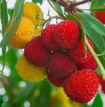 Strawberry Tree, ARBUTUS UNEDO exotic fruit rare flowering madroño seed 15 SEEDS - £7.91 GBP