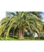 Butia capitata  10 seeds Jelly palm Cocus seed nut - $193.53 MXN