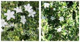 Plant Variegated Japanese Snow Rose Serissa - 4&quot; Pot - House Plant or Bonsai - £43.23 GBP