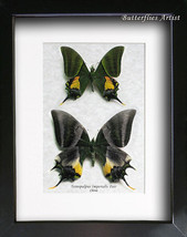 Teinopalpus Imperialis PAIR Emperor Of India RARE Real Butterflies In Shadowbox - £211.87 GBP