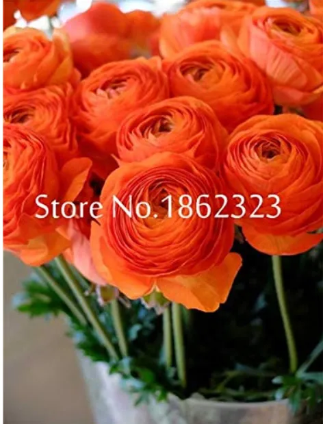 fresh  Rouge Ranunculus Flower Bonsai Seeds, Indoor Bonsai Plant