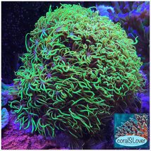 Green Star Polyps - £19.94 GBP