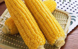 Super Sweet Fresh Yellow Corn High Yield New Variety, 100 grams - £26.73 GBP