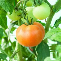 50 Ponderosa Pink Tomato Seeds High Germination Nongmo From US  - £6.58 GBP