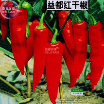 BELLFARM Red Hot Chili Pepper Seeds Original Pack 200 Seeds dry hot garden chill - £4.38 GBP