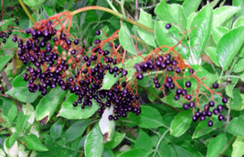 USA American Elderberry Fruit Bush Shrub Tree Sambucus Nigra 25 Seeds - $10.99