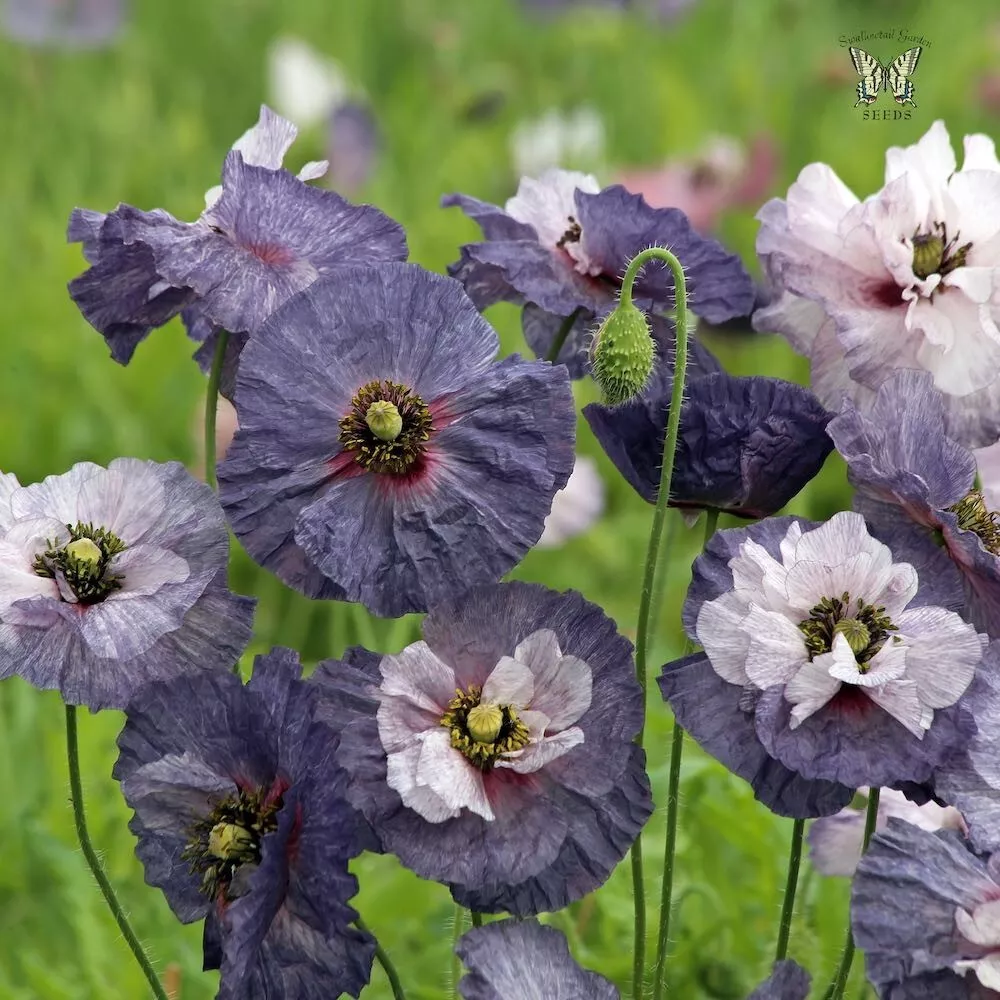 200+ Amazing Grey Poppy Seeds for Garden Planting - €3,37 EUR