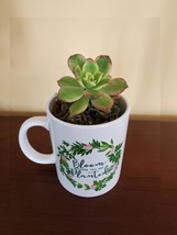 Succulent in Mug "Bloom Where You Are Planted", ceramic white planter Plant Gift image 2