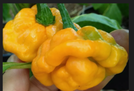 Yellow Scotch Bonnet Pepper Very Hot Vegetable 40 Seeds - £7.81 GBP