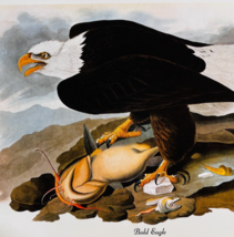1979 Bald Eagle Color Plate Print Audubon Birds Of America Art Vintage F15J - $548.60 MXN