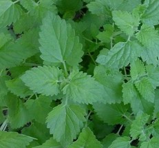 Catnip Herb Seeds 20 SeedsFrom US  - $8.35