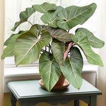 15 Seeds Philodendron Summer Glory House Plant Flowers Fresh Seeds USA Seller - $12.25