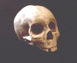 Human Half Skull Statue Skeleton Bone Gothic Halloween Prop Dark Haunt Decor - £24.04 GBP