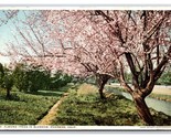 Almond Trees In Blossom  Riverside California CA Detroit Publishing Post... - $3.91