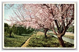 Almond Trees In Blossom  Riverside California CA Detroit Publishing Postcard V24 - £3.07 GBP