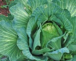 400 Cabbage Seeds Early Jersey Wakefield Heirloom Non Gmo Fresh Fast Shi... - $8.99