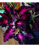 Pink Purple Coleus Flowers Easy To Grow Garden 25+ seeds - £6.72 GBP