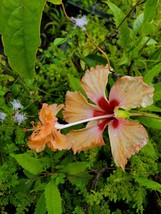 Exotic orange lion tail hibiscus~pom pom starter live plant 7&quot; tall plug size - £20.36 GBP
