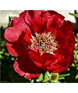 SL 100Pcs Portulaca Grandiflora Seeds - Dark Red Double Flowers - $4.14