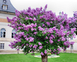 25 Japanese Tree Purple Lilac Seeds Perennial Powerful Lovely Fragrant - £3.59 GBP