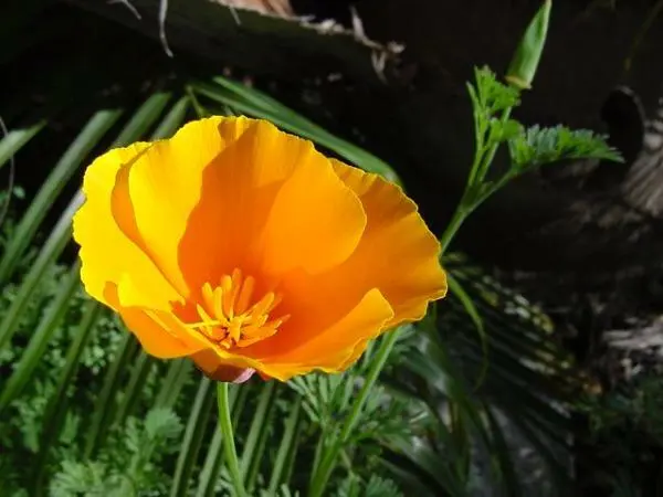 Eschscholzia Californica Californa Poppy Cup Of Gold 200 Seeds Fresh Garden - £17.09 GBP