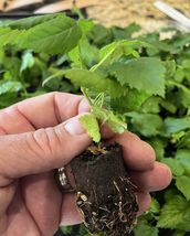 8 Live Starter Plants Blackberry Plant Rubus Snowbank Variety - $80.00