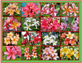 12 Beautiful Fresh Rare Fragrant Exotic Tropical frangipani tip cuttings - $77.99