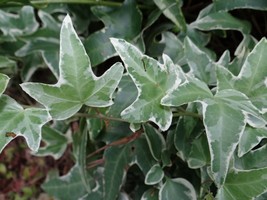 6 Live Rooted Plants White Green Glacier Ivy Hedera Helix Variegated English Ivy - £55.76 GBP