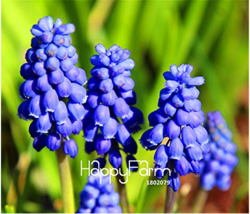 100 PiecesBag New Arrival!Blue Violet Purple Grape Hyacinth flower Seeds - $7.89