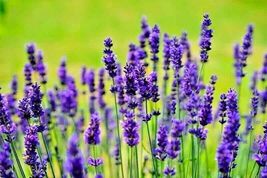 Lavender Vera Spring Mosquito Insect Repellent Perennial 1200+ Seeds - £4.77 GBP