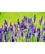 Lavender Vera Spring Mosquito Insect Repellent Perennial 1200+ Seeds - £4.69 GBP