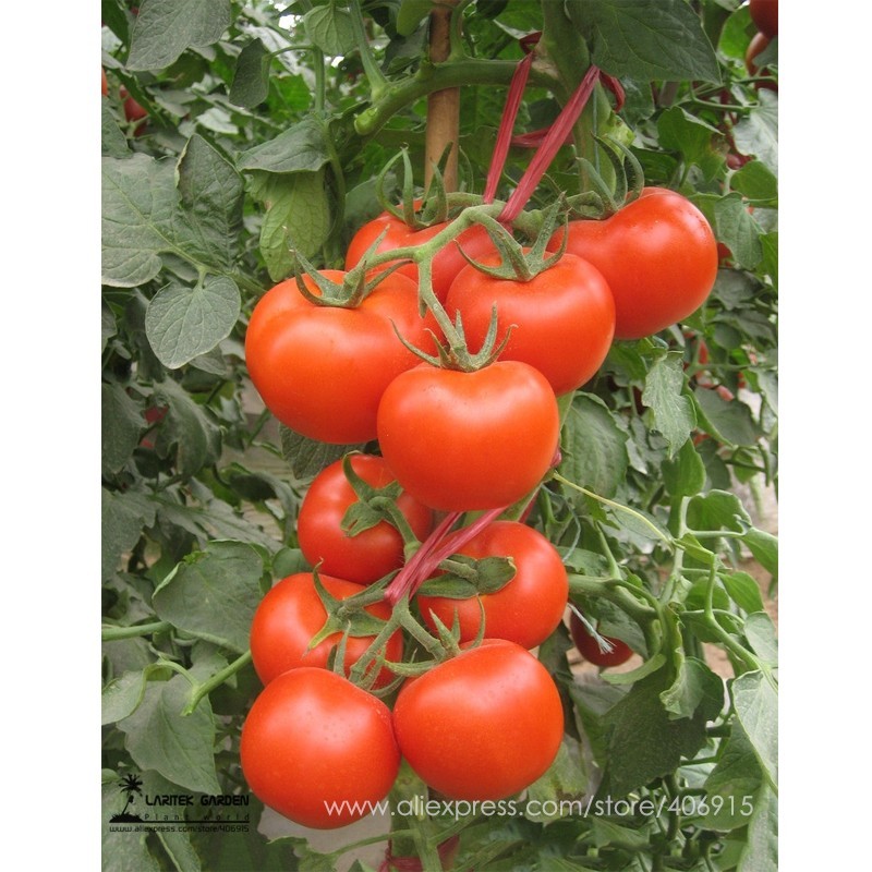 SL Heirloom Chinese Red Truss Tomato Middle-Sized Sweet Juicy Storage Du... - $0.69