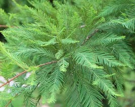 GIB Taxodium distichum var. distichum | Northern Bald Cypress | 25 Seeds - £15.23 GBP