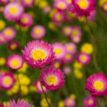 Helipterum Seeds Rose Paper Daisy Flower Seeds 2000 Seeds Fresh Garden USA SELLE - $19.98