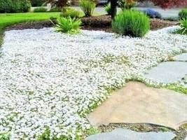 SGHOST Tall Sweet Alysum Flower 1500 Seeds Drought Heat Groundcover 265 USA Sell - $8.62