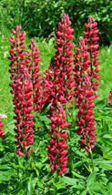 Tall Red Russell Lupine 50 Seeds Lupine &#39;My Castle&#39; Mariesgreen Fresh Garden - £10.70 GBP