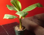 Dwarf Banana Tree Musa X Paradisiaca Organic 5 Seeds - $8.99