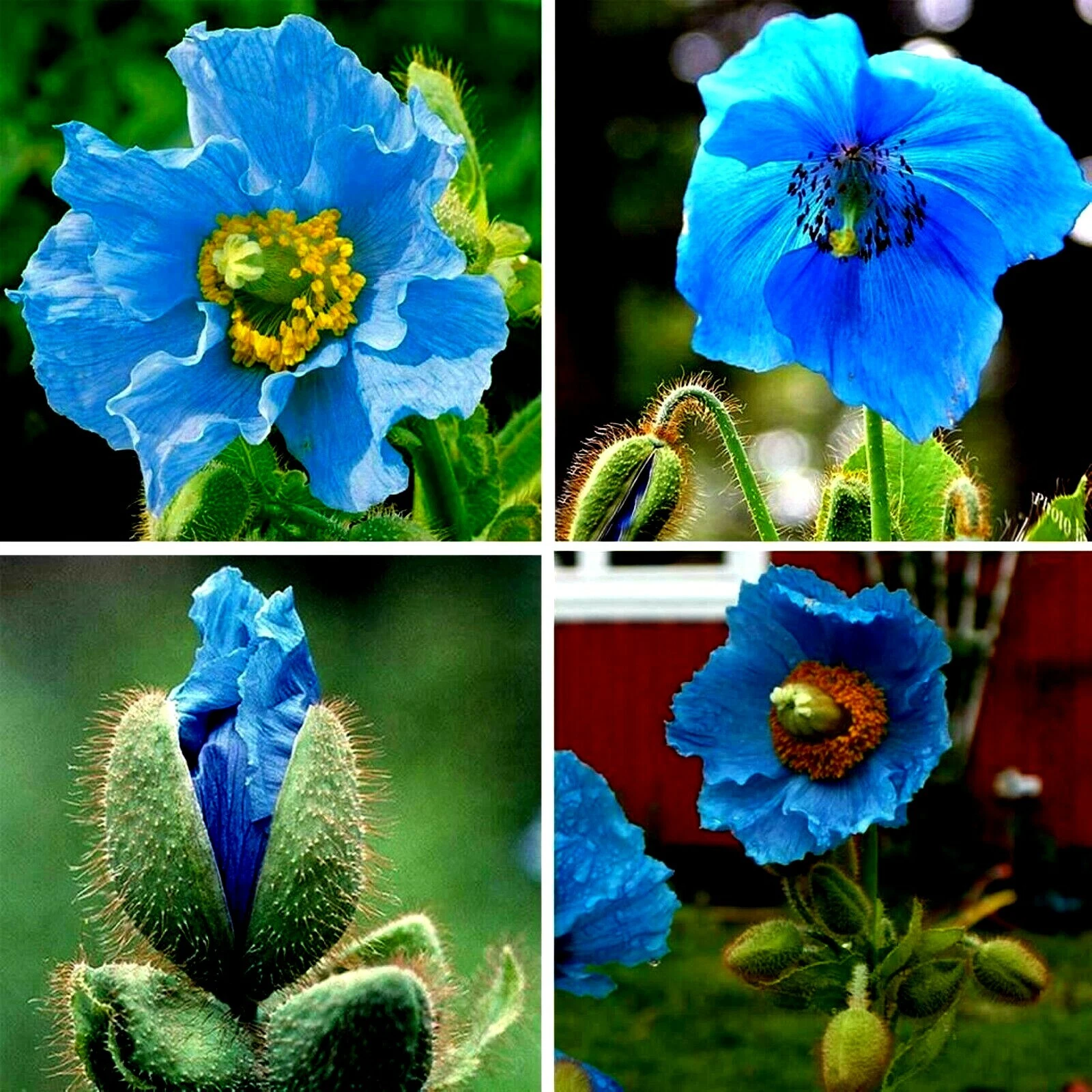 Blue Poppy Himalayan Blue Meconopsis Perennial Flowering Home Garden US ... - €1,36 EUR