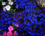 300 Pure Seeds Lobelia Blue Trailing Flower Ground Cover Attracts Butter... - $5.99