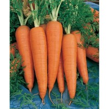 Fresh Garden  Vegetable 200 Danvers Carrot Seeds NON-GMO Heirloom  - $8.99