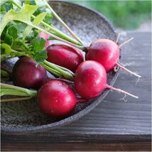 Pink Celebration Radish Seeds, NON-GMO, Fast Harvest, Variety Sizes, FRE... - $1.67+