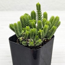 Succulent Live Plant - Crassula Imperialis : Giant Watch Chain - In 2&quot; Pot - $7.00