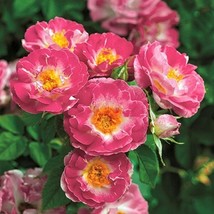 Cupids Kises Rose 10 Seeds Per Pack ~Germination Instructions Included~From US - $8.35