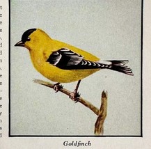 American Goldfinch Bird Print 1931 Blue Book Birds Of America Animal Art... - $19.99