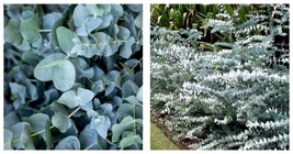 100 Seeds Baby Blue Eucalyptus Seeds Tree Flower Perennial Flowers - $44.98