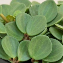 15 Cuttings Peperomia Hope Succlent Hanging Foliage 6Inches Long Not Rooted - $19.99