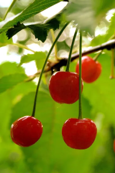 Wild Cherry Prunus Avium Sweet Edible Tropical Fruit Cereza 5 Seeds Fresh Garden - £13.51 GBP