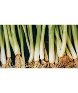 20 Lemongrass Stalks/Plugs - Live Organic Cymbopogon Plant,Rooted Lemon ... - $162.99 CAD